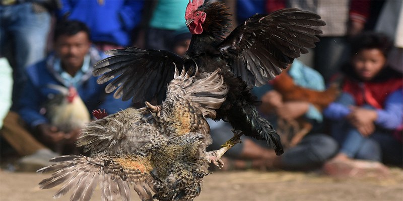Các ưu điểm khi trải nghiệm đá gà trực tiếp Tin88